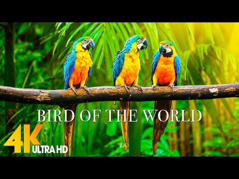 Breathtaking Colors of Nature in 4K🐦Amazing footage of beautiful birds