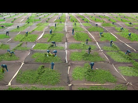 How they Produce Tea Inside Giant Factory