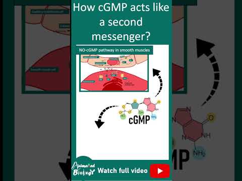 cGMP as a second messenger | Cell signaling playlist