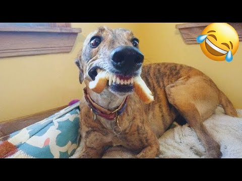 New Funny Cats And Dogs Videos 🐶🤣 Best Funny ANIMAL Videos 🐕😆