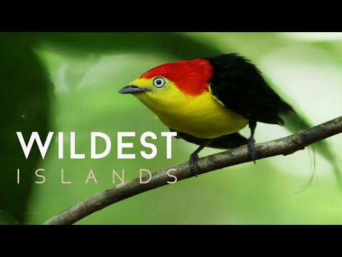 Amazon River Islands: The Floating Forest