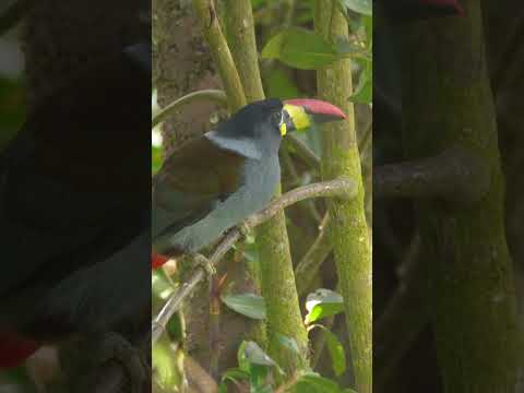 Grey-breasted Mountain Toucan #shorts