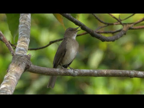 Black-billed Thrush Singing