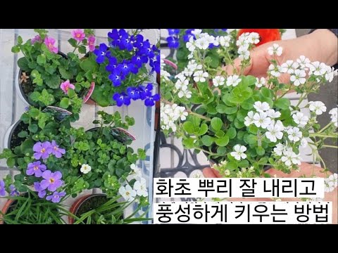 화초 분갈이 후 뿌리가 쉽게 내리는 방법과 유박 비료로 풍성하게 키우는 방법