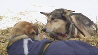 The strategy behind sleeping on the Iditarod trail