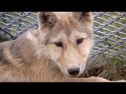 Wildlife Wranglers: Making Cougar Crossings | E11 | Full Episode