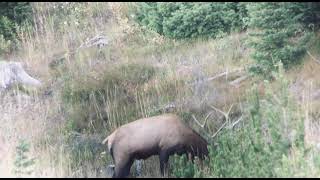 Bull Elk | .308 Hammer Hunter 181gr. Bullet