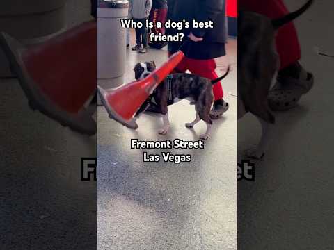 Meanwhile on Fremont Street! #lasvegas #fremontstreetlasvegas #doglife