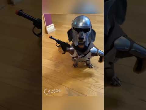 Dog as the Mandalorian! 💫#starwars