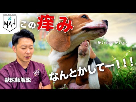 犬アトピー性皮膚炎と診断されたら【獣医師解説】おうちでは〇〇を意識しよう！