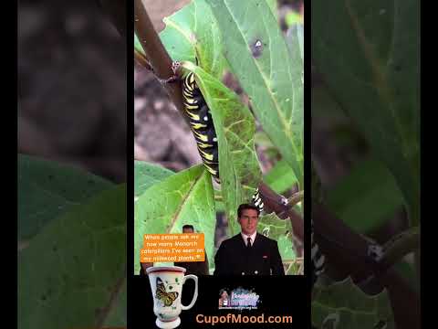 Monarch Butterfly Caterpillars! #monarch #monarchbutterfly #cupofmood