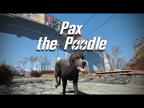 Fallout 4 | Pax the Poodle (2006-2020)