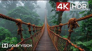 Green AMBIENCE DOLBY VISION 4K HDR - So Real You'll Forget You're Inside (60 FPS)