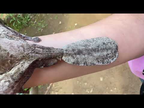 Brooke And The Leaf-Tailed Gecko 🦎🌍