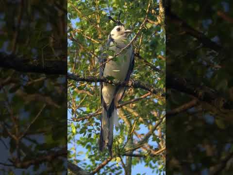 White-throated Magpie-Jay #shorts  #birds