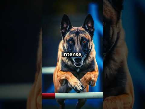 TOP 2 Guard Dogs GO HEAD TO HEAD German Shepherd VS Belgian Malinois