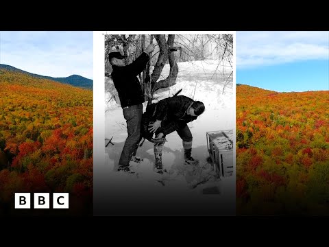 How 17 wild turkeys took over Vermont | BBC Global