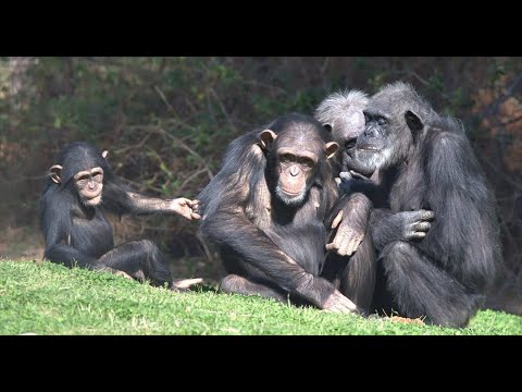 The Magnificent Lives of the Chimpanzees | Nat Geo Wild Documentary