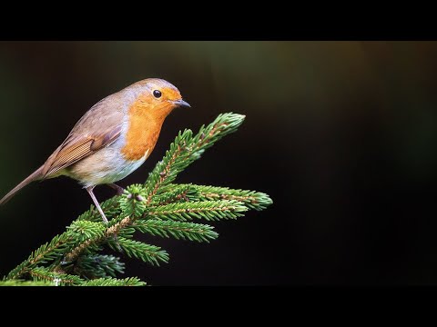 Relaxing Music to Relieve Stress, Anxiety & Depression 🌍 Mind, Body & Soul Healing