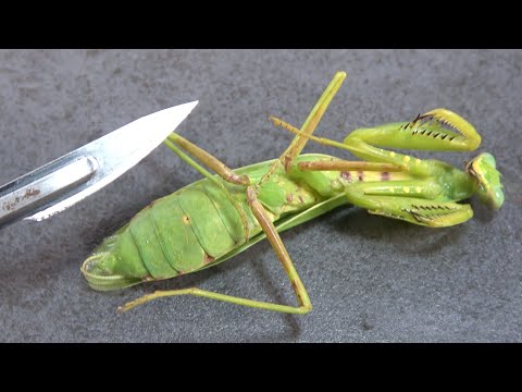 カマキリのお腹に閉じ込められた寄生虫を救出