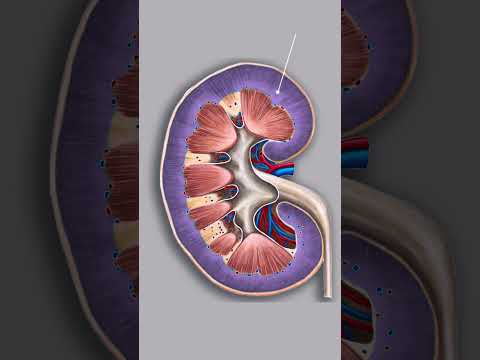 Kidney anatomy with 3d illustrations #humankidney #kidney #kidneystructure #kidneystructure&function