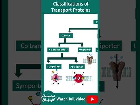 Types of membrane transport protein | membrane transporters and channels | cell bio in 1 minute