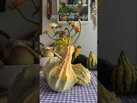 Surprise Gourd Party in the Garden this year 🍁 #garden #gardenharvest #cottagegarden