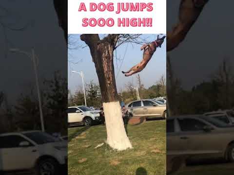 A DOG JUMPS SOOO HIGH!! #SHORTS