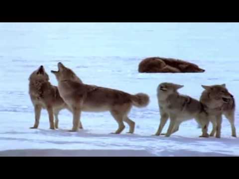 Yellowstone Realm of The Coyote (Nature Documentary)