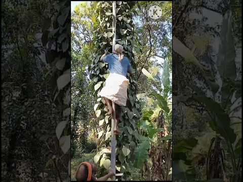 Tallest tree, black pepper harvesting #tallest #tree #blackpepper #harvesting #shortsvideo