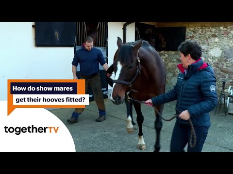 A show mare has her hooves checked | Rare Breed | Together TV