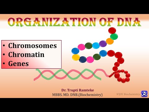 3: Organization of DNA | Molecular Biology | Biochemistry | N'JOY Biochemistry