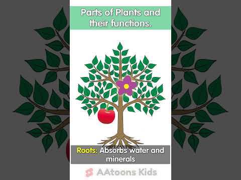 Parts of Plants | Parts of Plants and their functions