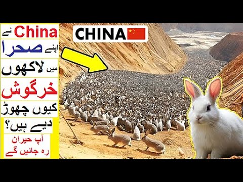 Why China has released Millions of Rabits in a Desert ?