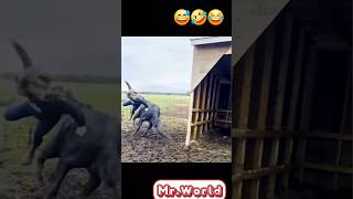 #trynottolaugh #bestfunnymoments #funnyvideos #funniestshorts #viralfunnyvideos #funnycompilations