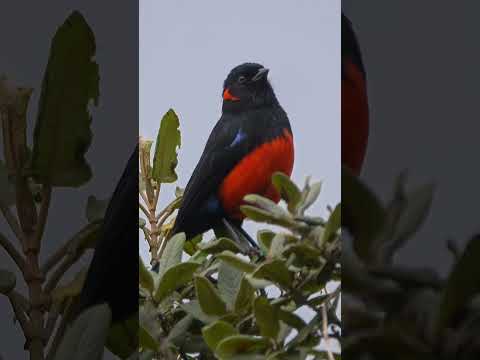 Scarlet-bellied Mountain Tanager #shorts